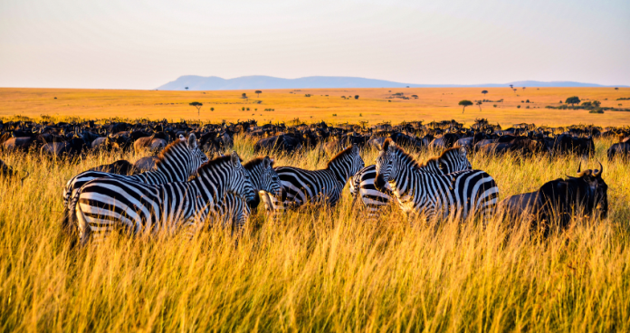 Sunset over the Serengeti with wildebeest in the foreground.